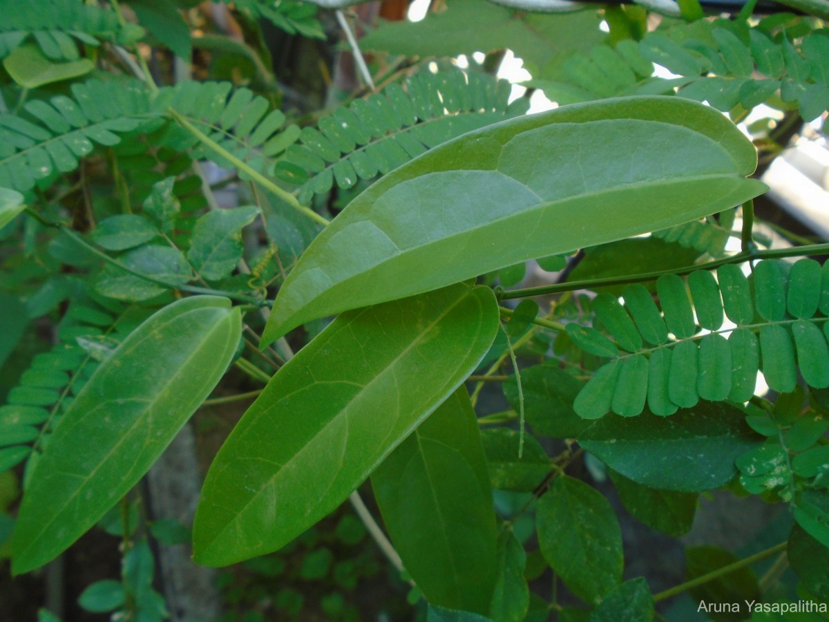 Zanonia indica subsp. indica L.